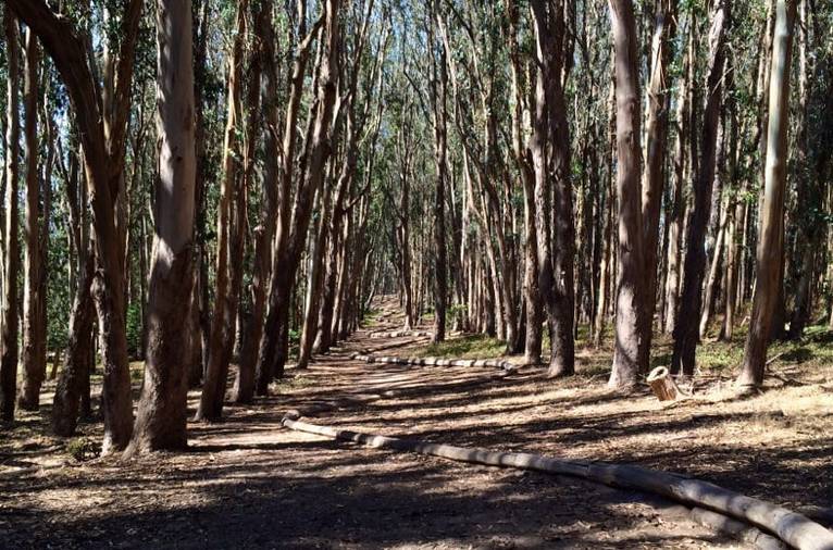 Presidio San Francisco Tree Line