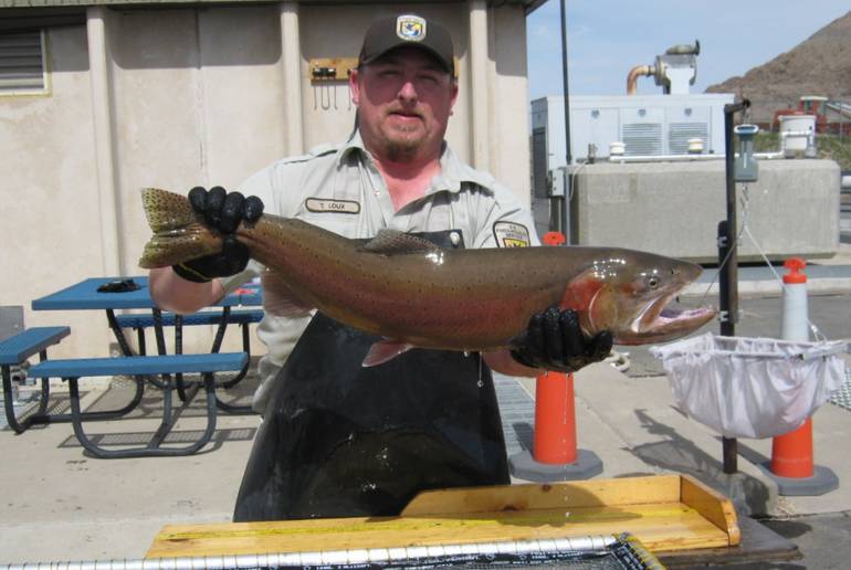 Pyramid Lake Trout