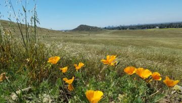 Quail Hill Loop Trail Day Hike Irvine CA