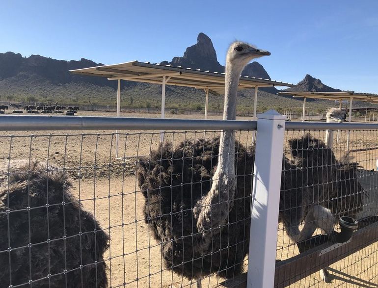 Rooster Cogburn Ostrich Ranch Arizona