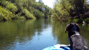 Dog Friendly Russian River Raft Trip