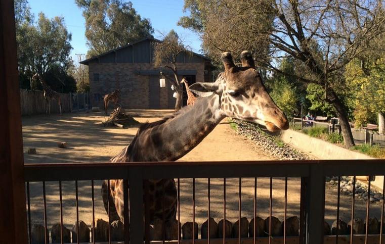 Sacramento Zoo Day Trip