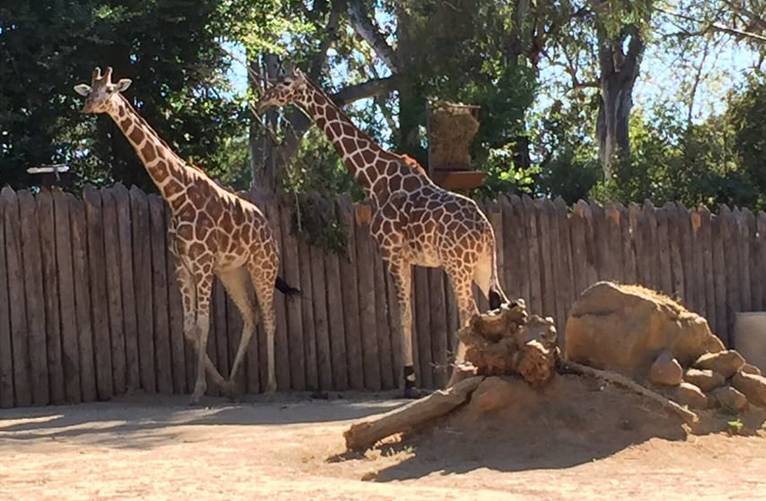 Sacramento Zoo