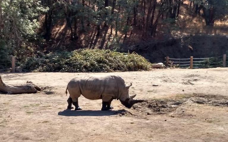 Safari West Wildlife Tours