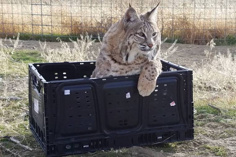 Safe Haven Wildlife Sanctuary Imlay Nevada