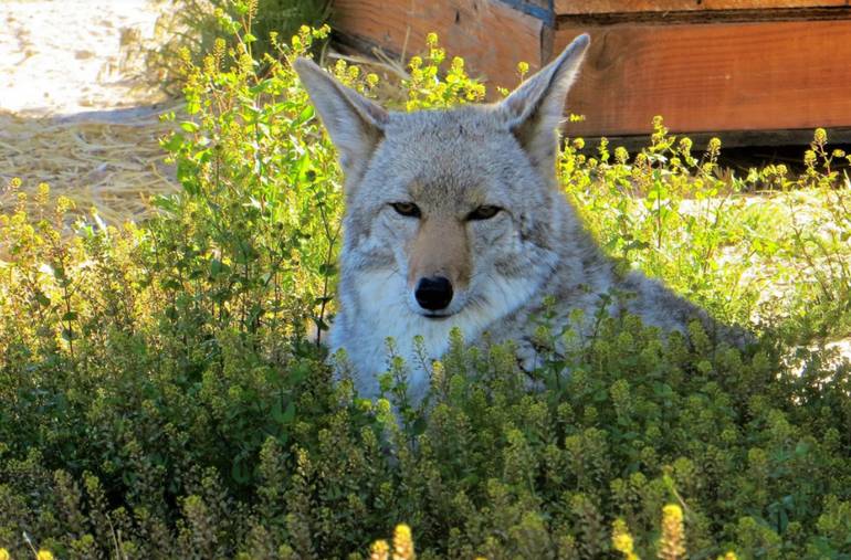 Safe Haven Wildlife Sanctuary Imlay Nevada