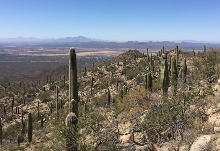 Saguaro National Park