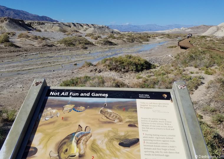 Salt Creek Boardwalk Death Valley