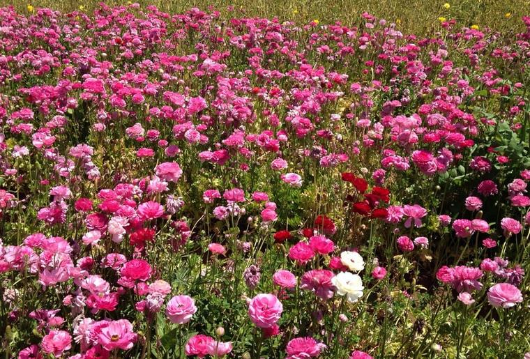 Carlsbad Flower Fields