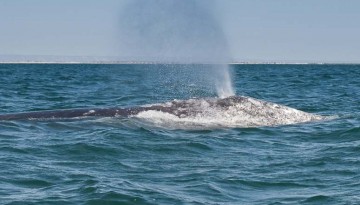 H & M San Diego Whale Watching Trips