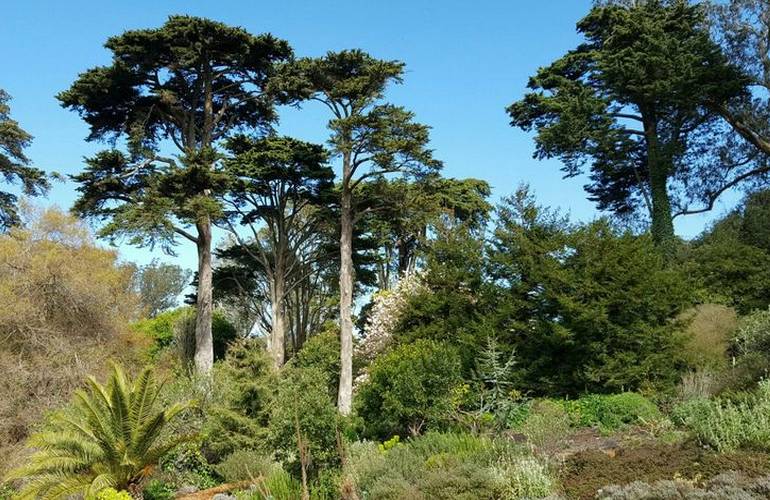 San Francisco Botanical Garden