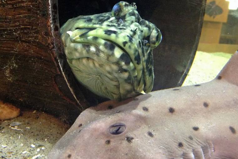 Santa Monica Pier Aquarium