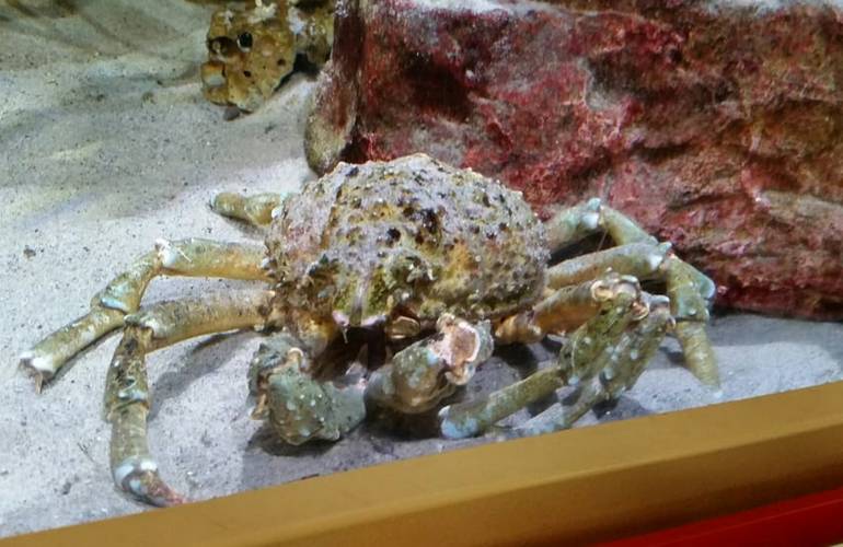 Santa Monica Pier Aquarium