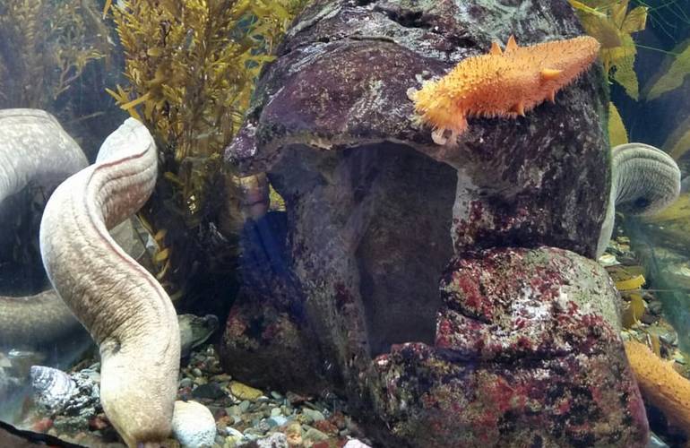 Santa Monica Pier Aquarium