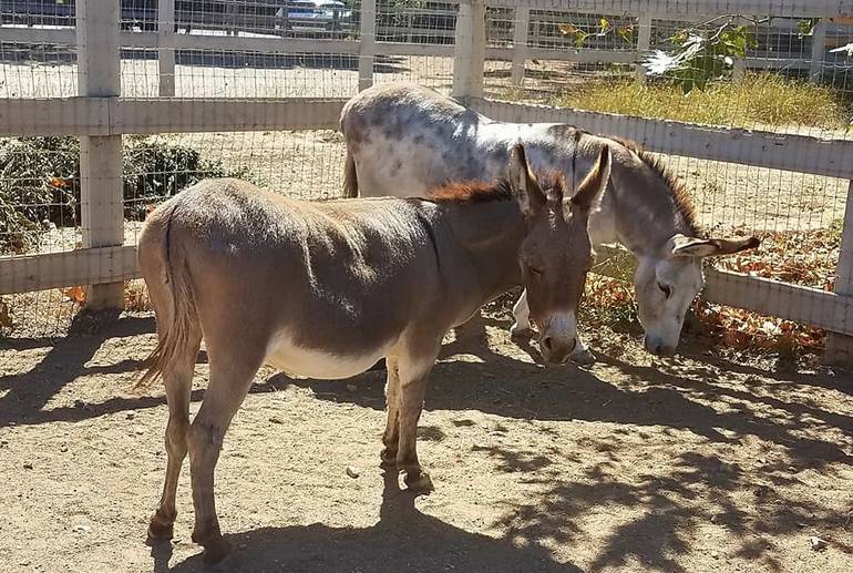 Seein’ Spots Farm Solvang