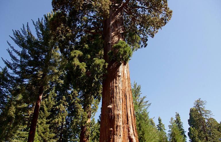 Sequoia and Kings Canyon Parks