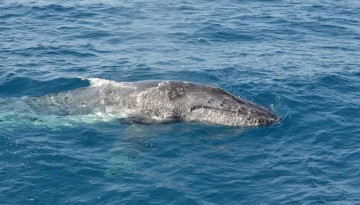 Southern California Whale Watching