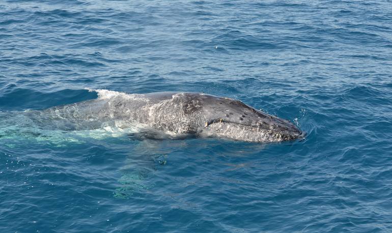 Southern California Whale Watching