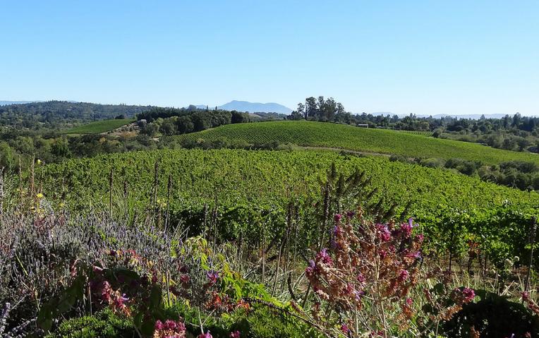 Sonoma Valley