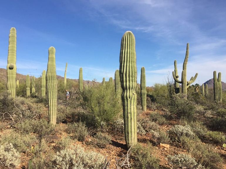 Sonora Desert Museum Tucson Arizona