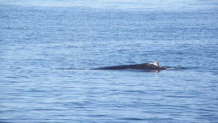 Whale Watching Dana Point