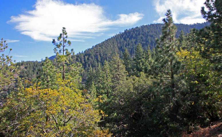 Table Mountain Campground Wrightwood CA