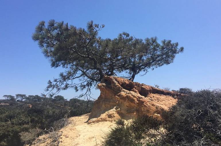 Torrey Pines State Reserve San Diego