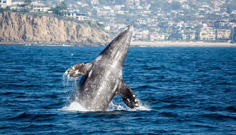 Newport Landing Whale Watching Tours