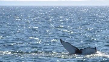 Seaforth Sportfishing Whale Watching