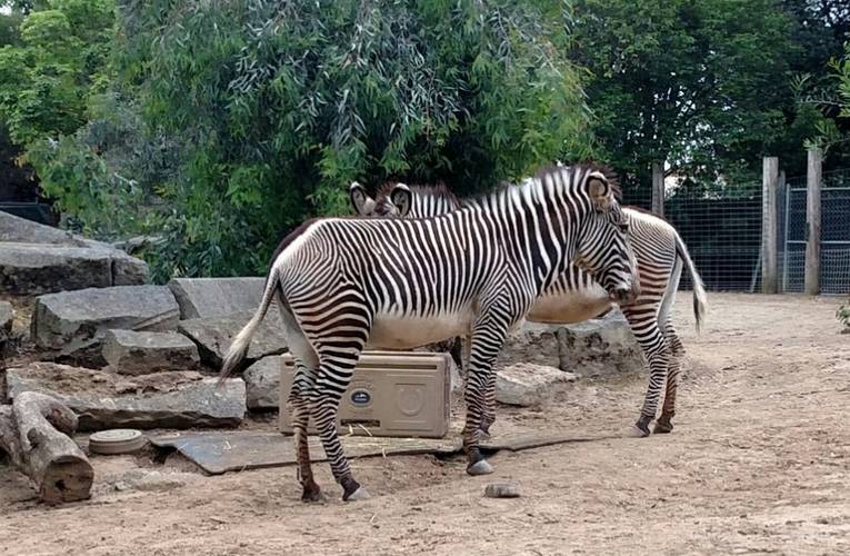 Sacramento Zoo